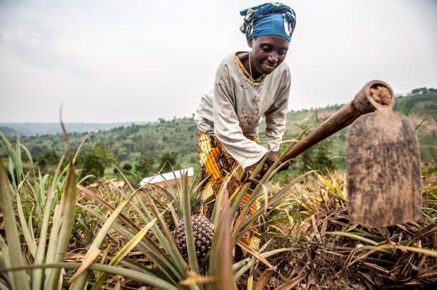 Valerie Mukangerero (53 yrs) works in her pinapple farm in Rwamurema village, Eastern Rwanda, Kirehe District. 